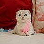 kitten, cat, scottish_fold, feather, pet, cute, wide_eyes, indoor, bed, pillow, cozy, small, fur, animal, whiskers, front_paws, domestic_cat, young, soft, curious