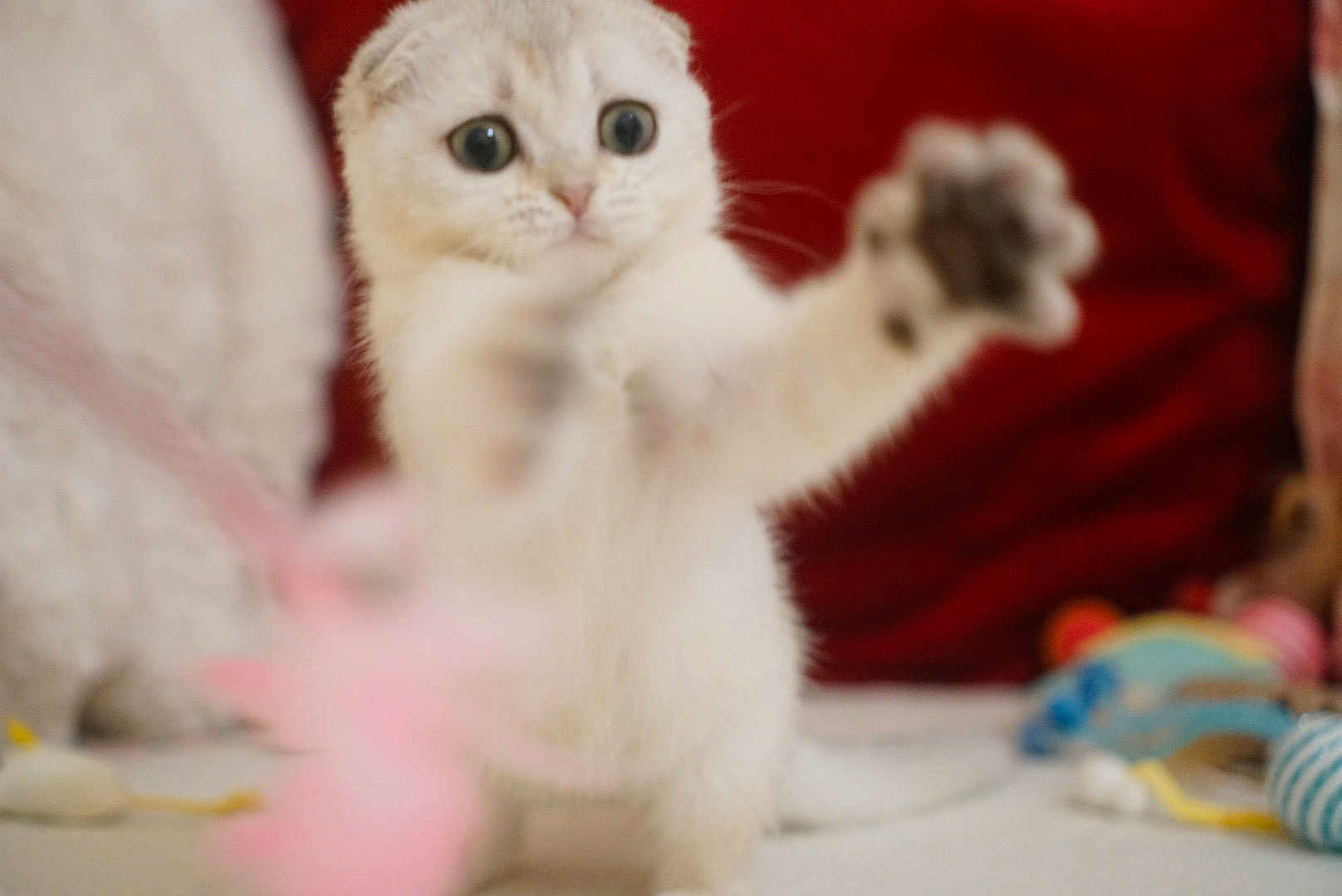 Alaska a rejoint le concours — aidez-le/la à gagner de superbes lots ! kitten, white_cat, pet, playful, toy, indoor, feline, curious, cute, paw, cozy, cushion, red_background, animal, young_cat, furry, whiskers, small, domestic_cat, blurred_foreground