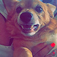 Caramel participe au concours pour gagner de l'argent avec cette photo : canidae, cardigan_welsh_corgi, carnivore, chihuahua, companion_dog, corgi_chihuahua, dog, dog_breed, ear, eye, fawn, mammal, nose, pembroke_welsh_corgi, puppy, snout, sporting_group, toy_dog, welsh_corgi, whiskers