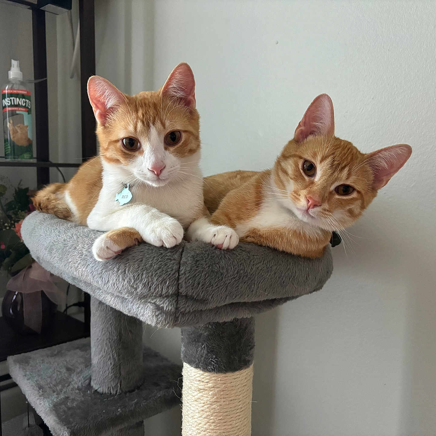 Orville is registered to the contest to win money with this photo: abyssinian, animal, bookcase, cat, chair, furniture, hardwood, kitten, manx, pet, shelf, siamese, wood