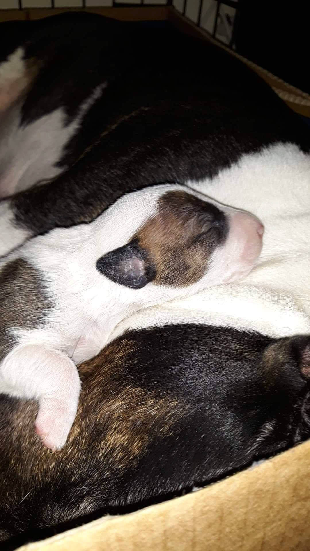 Saiyan participe au concours pour gagner de l'argent avec cette photo : bored, canidae, carnivore, comfort, companion_dog, dog, dog_breed, fawn, fur, nap, non_sporting_group, paw, puppy, sleep, snout, sporting_group, terrestrial_animal, whiskers