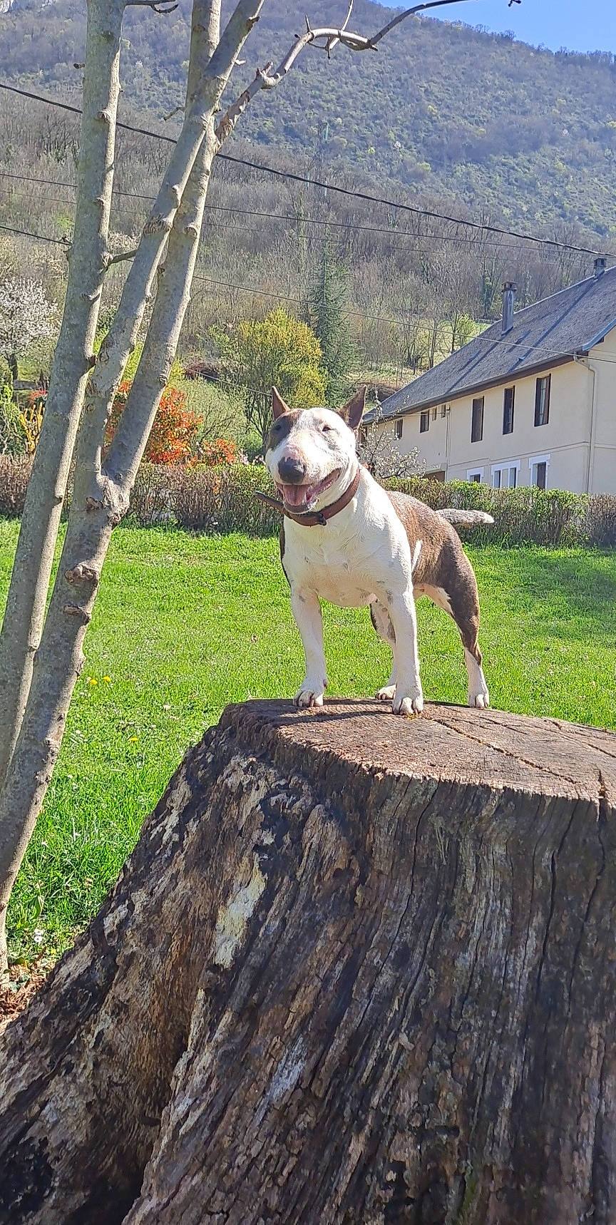 Saiyan participe au concours pour gagner de l'argent avec cette photo : canidae, carnivore, collar, companion_dog, dog, dog_breed, dog_collar, fawn, grass, landscape, plant, sporting_group, tail, terrier, tree, trunk, twig, window, wood, working_animal