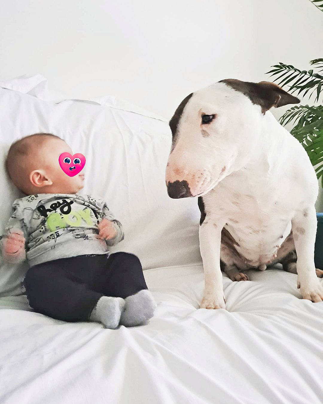 Saiyan a rejoint le concours — aidez-le/la à gagner de superbes lots ! bull_terrier_miniature, carnivore, comfort, companion_dog, dog, dog_breed, fawn, grass, happy, knee, leisure, linens, sitting, sleeve, snout, t_shirt, toddler, vertebrate, whiskers, working_animal