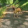 Suko participe au concours pour gagner de l'argent avec cette photo : animal, canine, daylight, dog, ears_up, forest, greenery, happy_dog, leafy, nature, outdoor, path, pet, shadow, summer, sunlight, tan_dog, tongue_out, trees, walking_path
