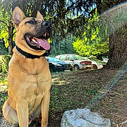 Suko participe au concours pour gagner de l'argent avec cette photo : animal, car, collar, daylight, dog, forest, grass, happy, leaf, nature, outdoor, panting, park, pet, rock, shade, sitting, sunlight, tongue, tree