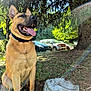 animal, car, collar, daylight, dog, forest, grass, happy, leaf, nature, outdoor, panting, park, pet, rock, shade, sitting, sunlight, tongue, tree