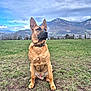 alert, animal, canine, cloud, collar, daytime, dog, ears, field, fur, grass, landscape, mountain, muzzle, nature, outdoor, pet, portrait, sitting, sky