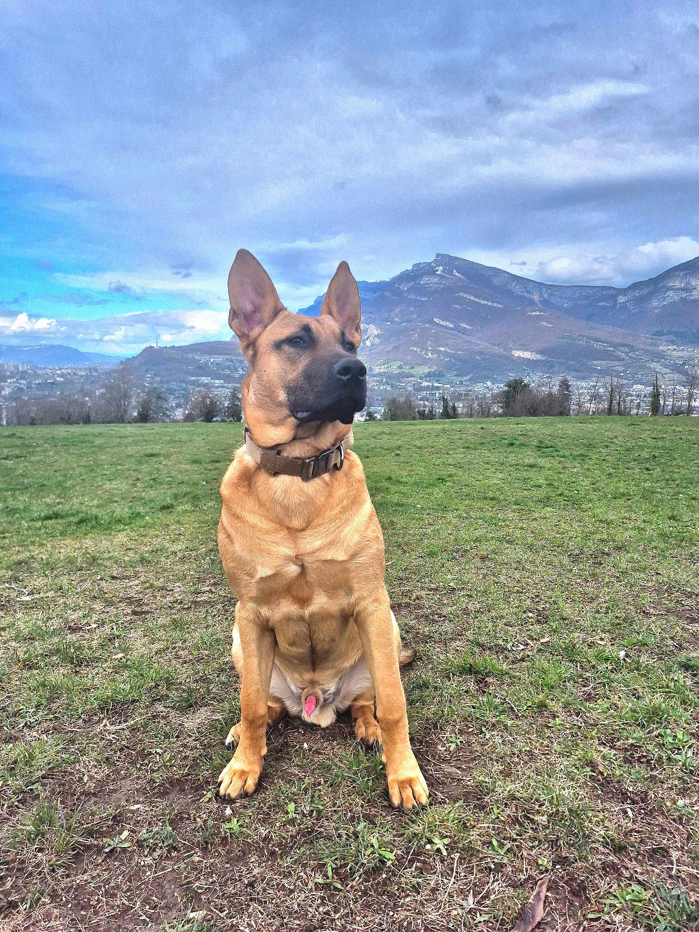 Suko participe au concours pour gagner de l'argent avec cette photo : alert, animal, canine, cloud, collar, daytime, dog, ears, field, fur, grass, landscape, mountain, muzzle, nature, outdoor, pet, portrait, sitting, sky