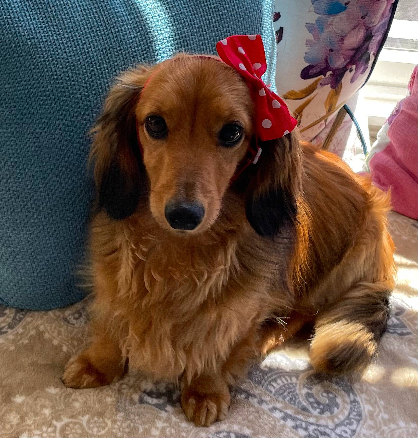 Ruby joined the competition — help win amazing prizes! canidae, carnivore, companion_dog, dog, dog_breed, dog_supply, fawn, fur, liver, pet_supply, snout, sporting_group, whiskers, working_animal