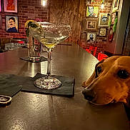 Norman is registered to the contest to win money with this photo: dog, cocktail, martini, bar, pub, restaurant, counter, table, drink, glass, lime, olive, indoor, interior, artwork, portraits, brick_wall, wood_paneling, neon_lighting, pet