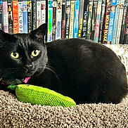 Chichis is registered to the contest to win money with this photo: black_cat, cat_bed, toy, green_toy, dvd_collection, shelf, indoor, pet, feline, cozy, relaxed, yellow_eyes, fur, closeup, domestic_cat, home_interior, animal, resting, colorful, soft_texture