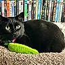 black_cat, cat_bed, toy, green_toy, dvd_collection, shelf, indoor, pet, feline, cozy, relaxed, yellow_eyes, fur, closeup, domestic_cat, home_interior, animal, resting, colorful, soft_texture