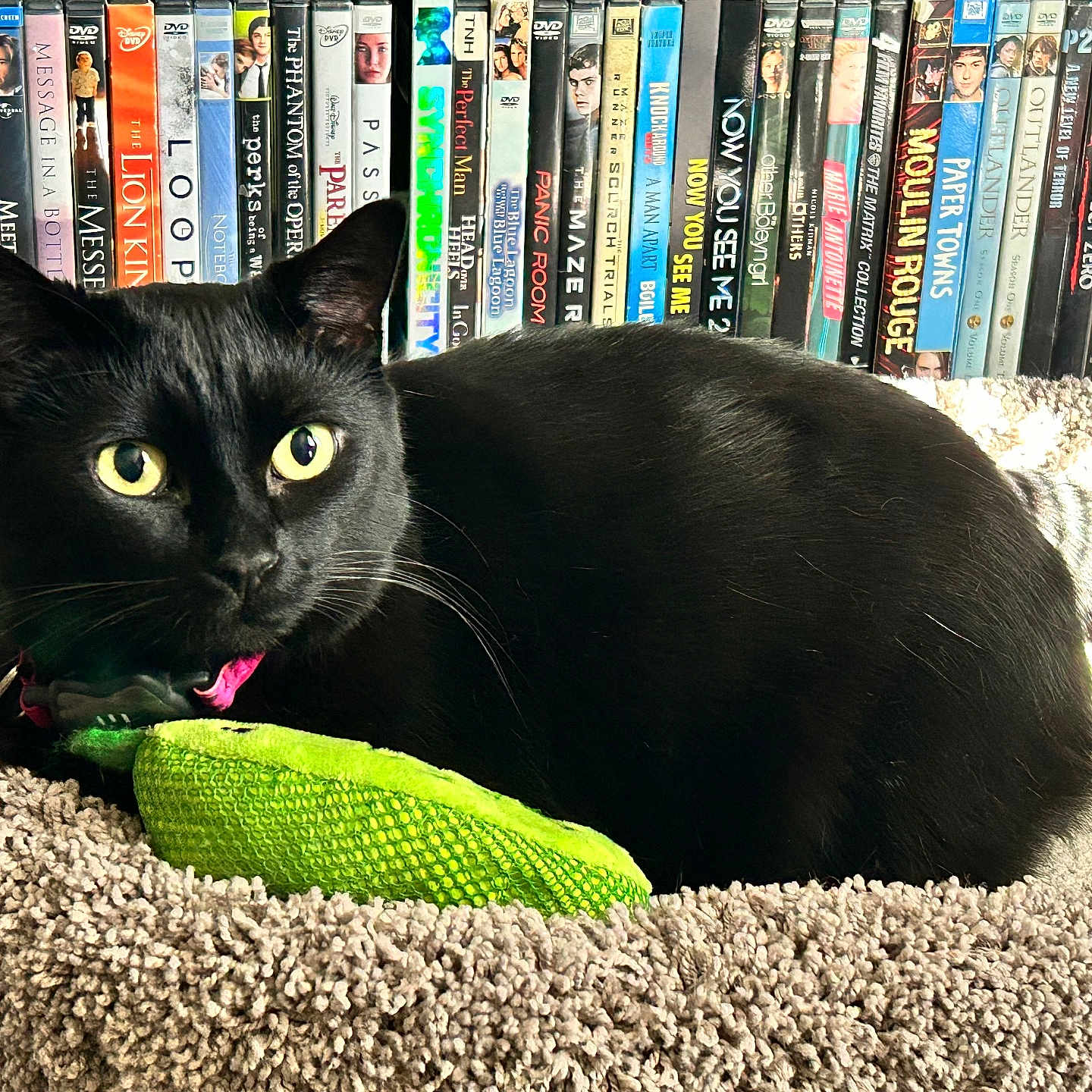Chichis is registered to the contest to win money with this photo: black_cat, cat_bed, toy, green_toy, dvd_collection, shelf, indoor, pet, feline, cozy, relaxed, yellow_eyes, fur, closeup, domestic_cat, home_interior, animal, resting, colorful, soft_texture