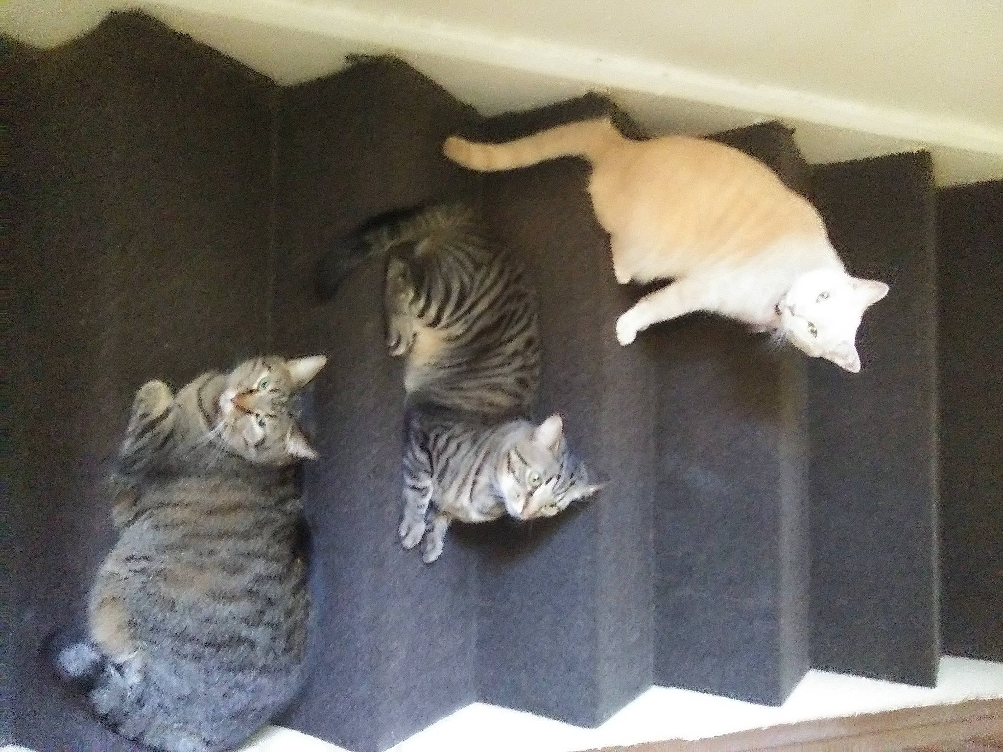 Spock is registered to the contest to win money with this photo: carnivore, cat, comfort, domestic_short_haired_cat, fawn, felidae, flooring, fur, grey, hardwood, room, small_to_medium_sized_cats, tail, terrestrial_animal, whiskers, wood