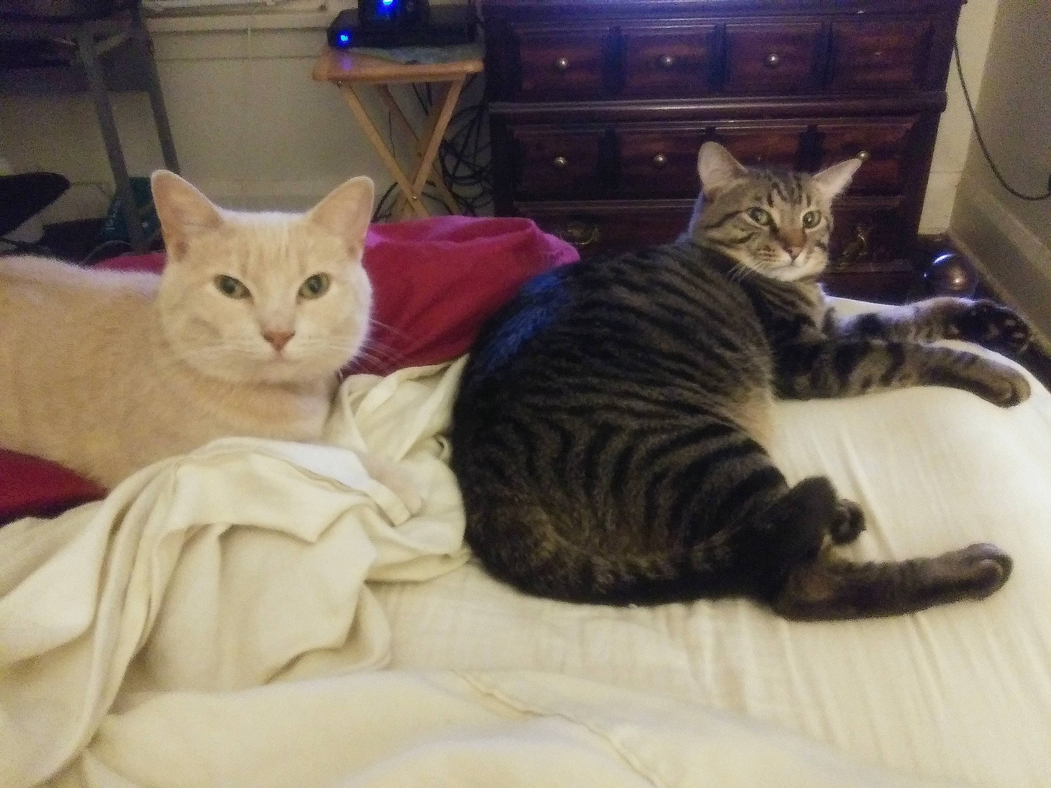 Spock is registered to the contest to win money with this photo: bed, cabinetry, carnivore, cat, chest, chest_of_drawers, comfort, couch, cupboard, domestic_short_haired_cat, drawer, dresser, felidae, fur, grey, paw, small_to_medium_sized_cats, snout, tail, whiskers