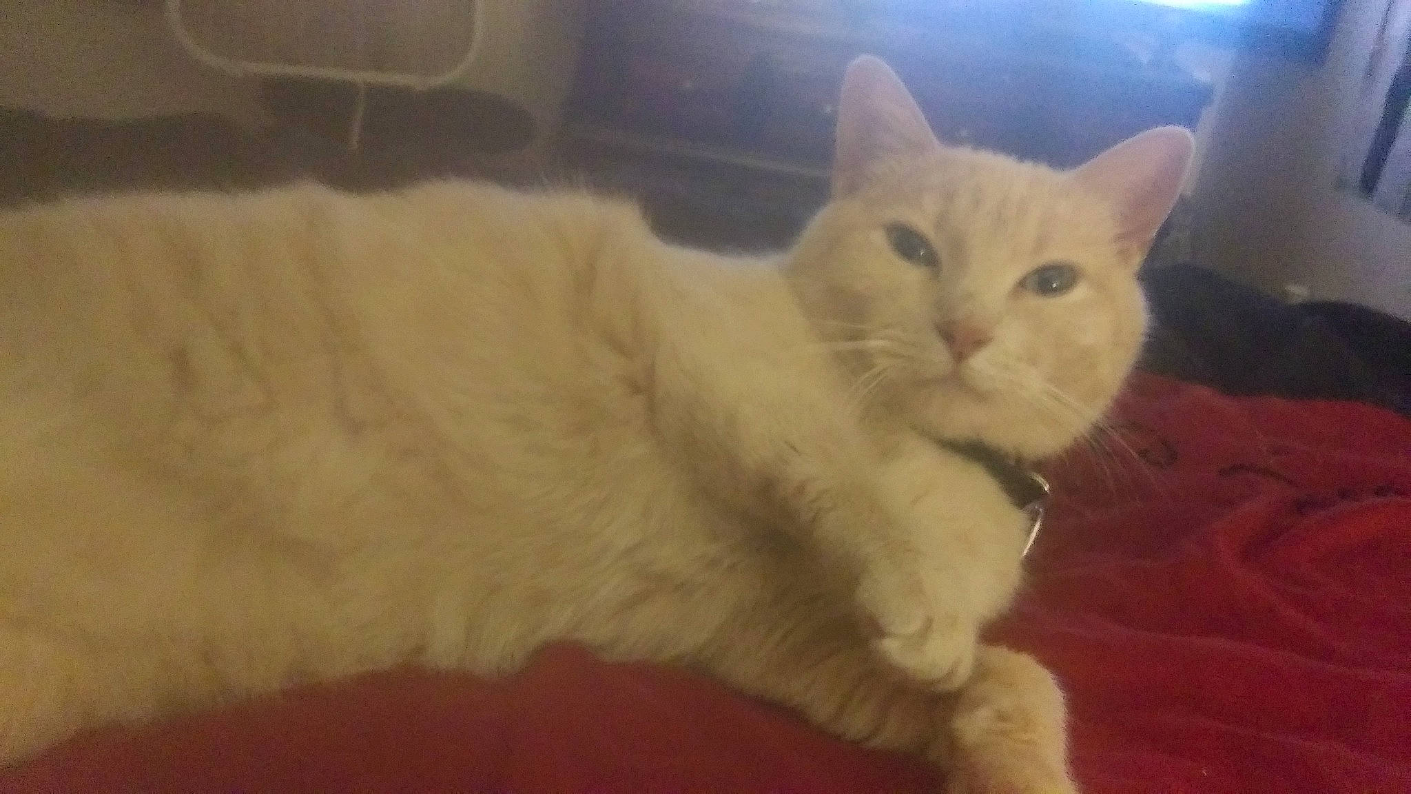 Gideon joined the competition — help win amazing prizes! carnivore, cat, claw, comfort, domestic_short_haired_cat, felidae, fur, hardwood, paw, small_to_medium_sized_cats, tail, whiskers