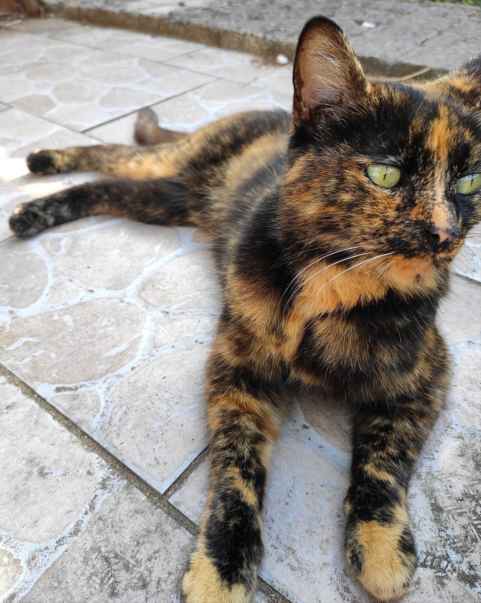 Gallya a rejoint le concours — aidez-le/la à gagner de superbes lots ! carnivore, cat, claw, domestic_short_haired_cat, eye, felidae, flooring, foot, fur, grass, mammal, paw, road_surface, small_to_medium_sized_cats, snout, tail, terrestrial_animal, vertebrate, whiskers, wildlife