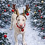 animal, blue_eyes, celebration, christmas_ornaments, christmas_trees, cute, decoration, dog, festive, holiday, nature, outdoor, pet, portrait, red_collar, reindeer_antlers, seasonal, snow, snowy_path, winter