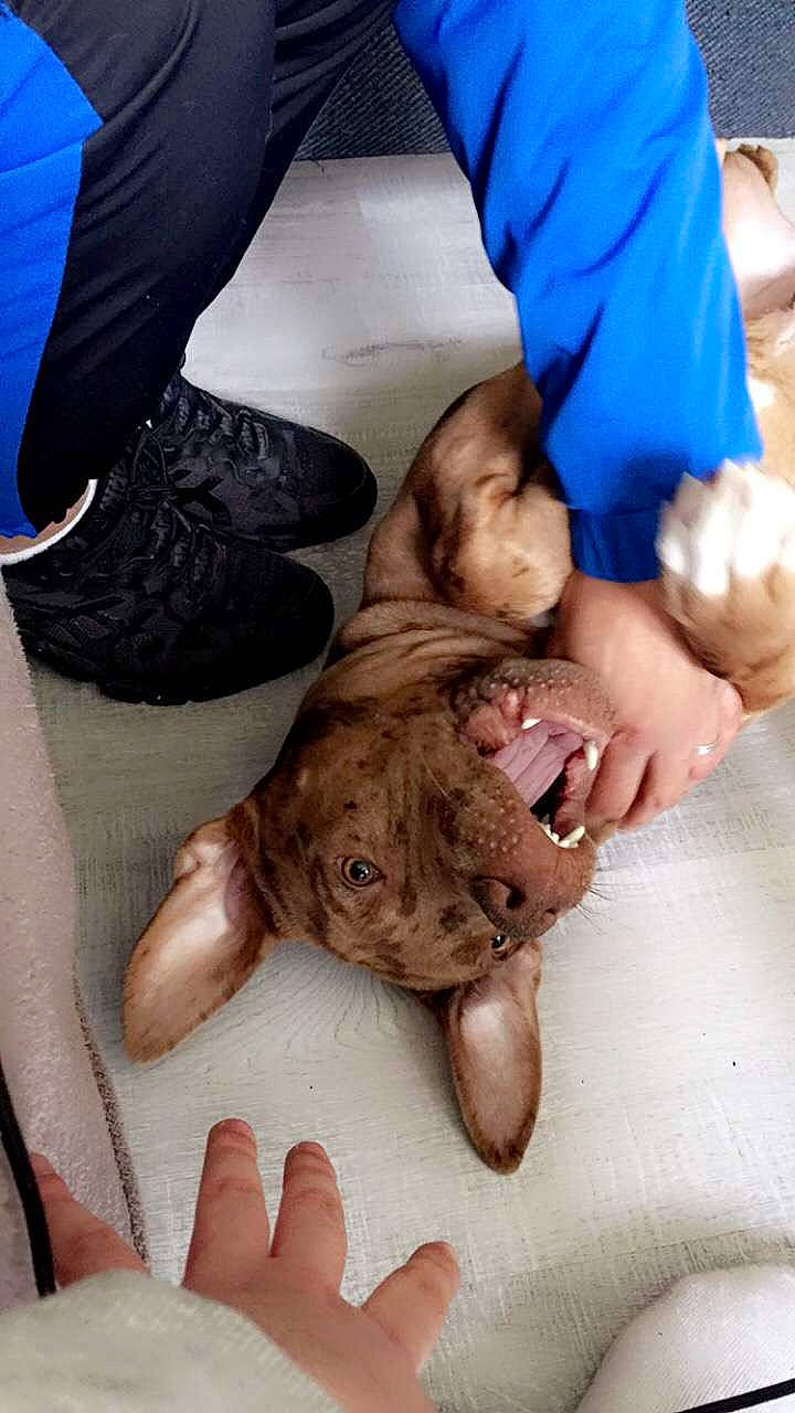 Biggy a rejoint le concours — aidez-le/la à gagner de superbes lots ! baby, child, comfort, companion_dog, elbow, fawn, finger, fur, gesture, hand, human_leg, joint, leg, mammal, mouth, nail, skin, thumb, wrinkle, wrist