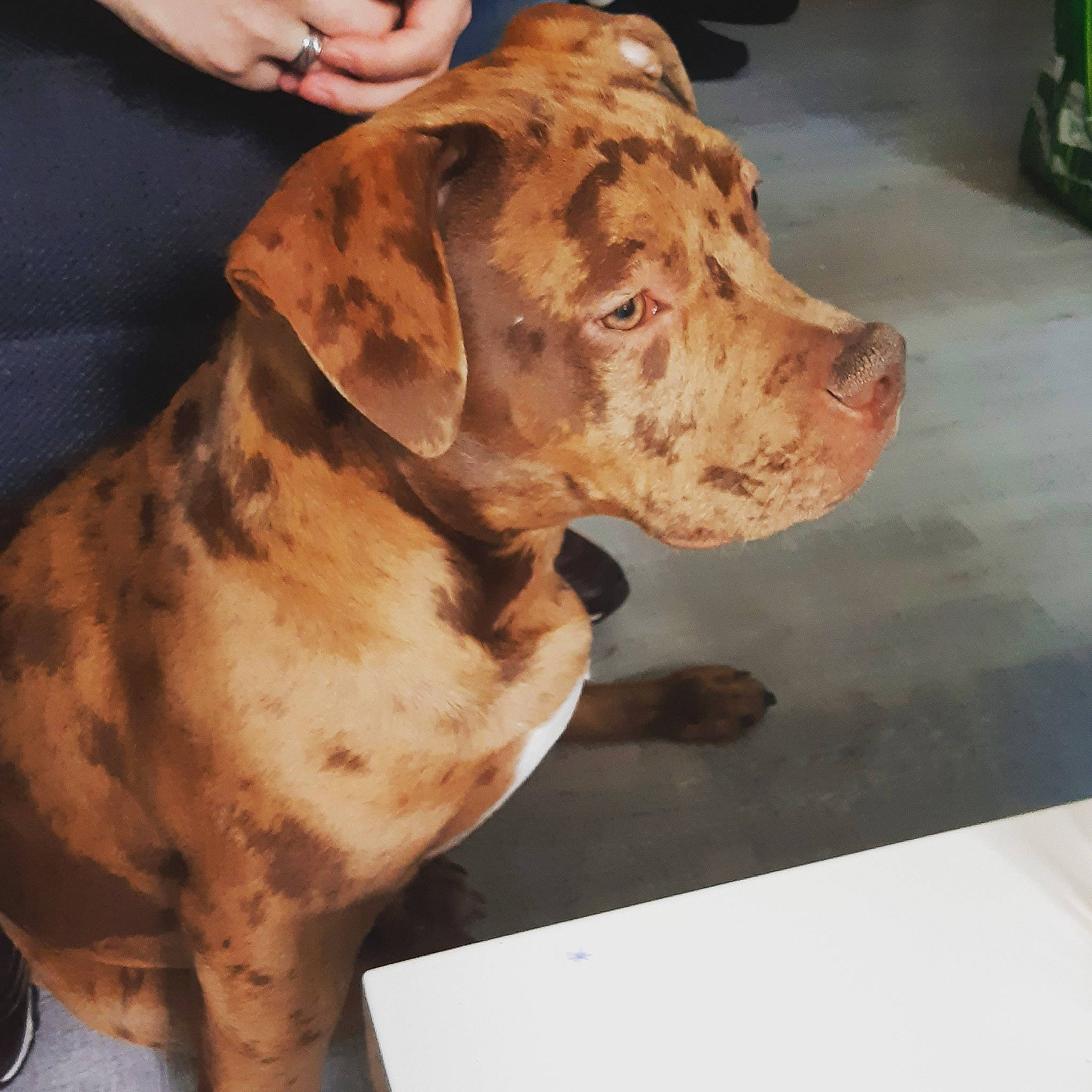 Biggy participe au concours pour gagner de l'argent avec cette photo : canidae, carnivore, collar, companion_dog, dog, dog_breed, dog_collar, fawn, fur, hunting_dog, liver, non_sporting_group, snout, sporting_group, terrestrial_animal, watch, whiskers, working_animal, working_dog, wrinkle