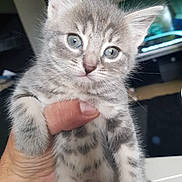Chanelle participe au concours pour gagner de l'argent avec cette photo : kitten, cat, gray_tabby, animal, pet, cute, fur, small, hand, indoor, eyes, whiskers, young, mammal, feline, domestic, portrait, closeup, adorable, holding