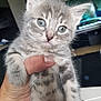 kitten, cat, gray_tabby, animal, pet, cute, fur, small, hand, indoor, eyes, whiskers, young, mammal, feline, domestic, portrait, closeup, adorable, holding