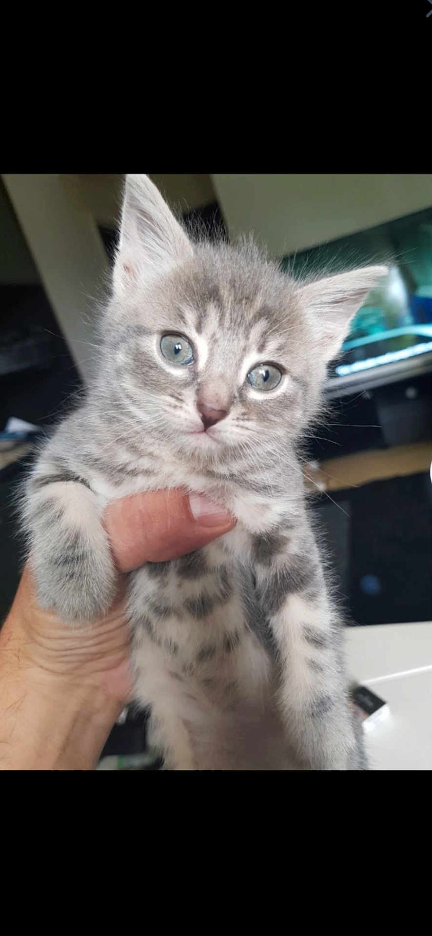Chanelle participe au concours pour gagner de l'argent avec cette photo : kitten, cat, gray_tabby, animal, pet, cute, fur, small, hand, indoor, eyes, whiskers, young, mammal, feline, domestic, portrait, closeup, adorable, holding