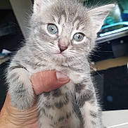 Chanelle joined the competition — help win amazing prizes! adorable, animal, blue_eyes, cat, close_up, curious, cute, domestic, feline, fur, gray_tabby, hand, indoor, kitten, mammal, pet, portrait, small, whiskers, young