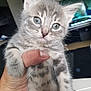 adorable, animal, blue_eyes, cat, close_up, curious, cute, domestic, feline, fur, gray_tabby, hand, indoor, kitten, mammal, pet, portrait, small, whiskers, young
