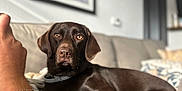 Georgia is registered to the contest to win money with this photo: animal, arm, blanket, bracelet, brown, chocolate, couch, cozy, dog, face, fur, home, indoor, labrador, looking, person, pet, portrait, relaxing, sleeve