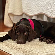 Georgia joined the competition — help win amazing prizes! animal, bed, blanket, brown_dog, canine, collar, cream_rug, cute, dog, domestic, indoor, labrador, lying_down, pet, pink_collar, puppy, resting, rug, sleepy, wooden_floor