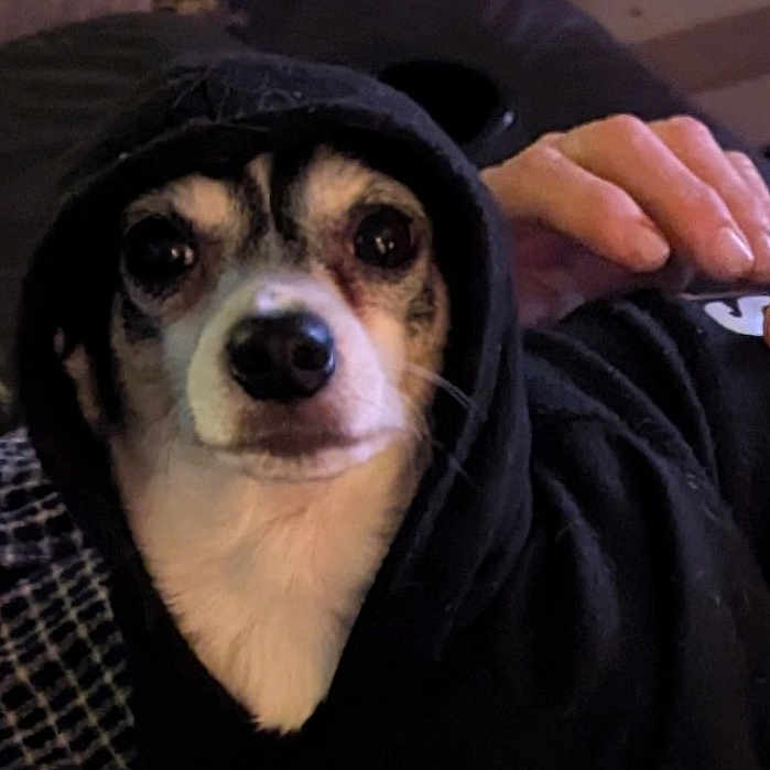 Ratchett joined the competition — help win amazing prizes! animal, black_clothing, blanket, closeup, companion, couch, cozy, cute, dog, domestic_animal, face, hoodie, human_hand, indoor, looking_at_camera, patterned_blanket, pet, relaxed, resting, small_dog
