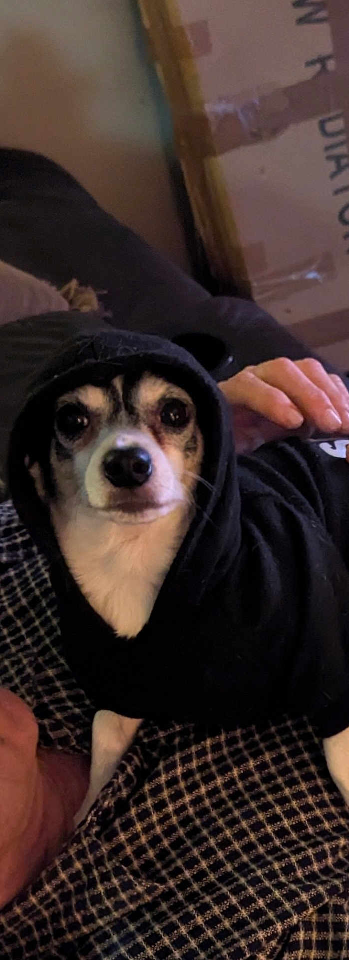 Ratchett joined the competition — help win amazing prizes! dog, hoodie, black_clothing, pet, indoor, blanket, human_hand, small_dog, closeup, face, animal, cozy, resting, couch, patterned_blanket, companion, cute, looking_at_camera, domestic_animal, relaxed