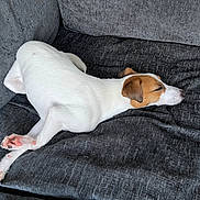 Betsie joined the competition — help win amazing prizes! dog, white_dog, brown_patch, sleeping, couch, indoor, pet, relaxed, paw, fur, animal, resting, furniture, canine, domestic, comfort, cozy, legs_crossed, napping, quiet