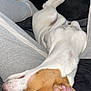 Betsie is registered to the contest to win money with this photo: dog, sleeping, lap, person, sweatpants, socks, couch, indoor, relaxation, pet, white_dog, brown_dog, black_dog, fur, resting, closeup, comfort, domestic_animal, canine, companion