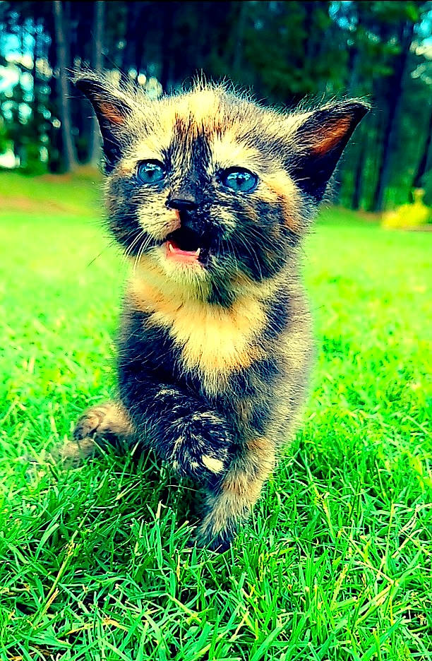 Hermonie is registered to the contest to win money with this photo: carnivore, cat, dog_breed, electric_blue, fawn, felidae, fur, grass, grassland, green, groundcover, plant, small_to_medium_sized_cats, snout, sunlight, tail, terrestrial_animal, tree, vegetation, whiskers