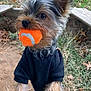 dog, small_dog, tennis_ball, black_sweater, outdoor, grass, dirt, pet, cute, playful, fur, ears, mouth, animal, canine, toy, fetch, nature, leaf, paw