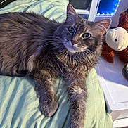 Kaz is registered to the contest to win money with this photo: animal, bed, blanket, candle, cat, close_up, cozy, curious, cute, domestic, fluffy, furniture, gray_cat, green_eyes, indoor, pet, relaxed, soft_lighting, stuffed_animal, table