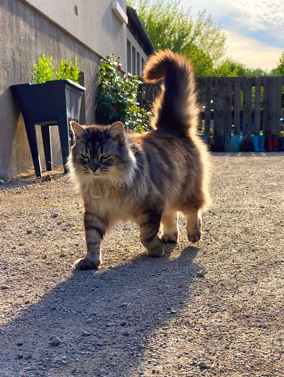 Plume participe au concours pour gagner de l'argent avec cette photo : asphalt, carnivore, cat, electric_blue, fawn, felidae, fur, grass, plant, road_surface, sitting, sky, small_to_medium_sized_cats, snout, soil, tail, tree, whiskers, window, wood