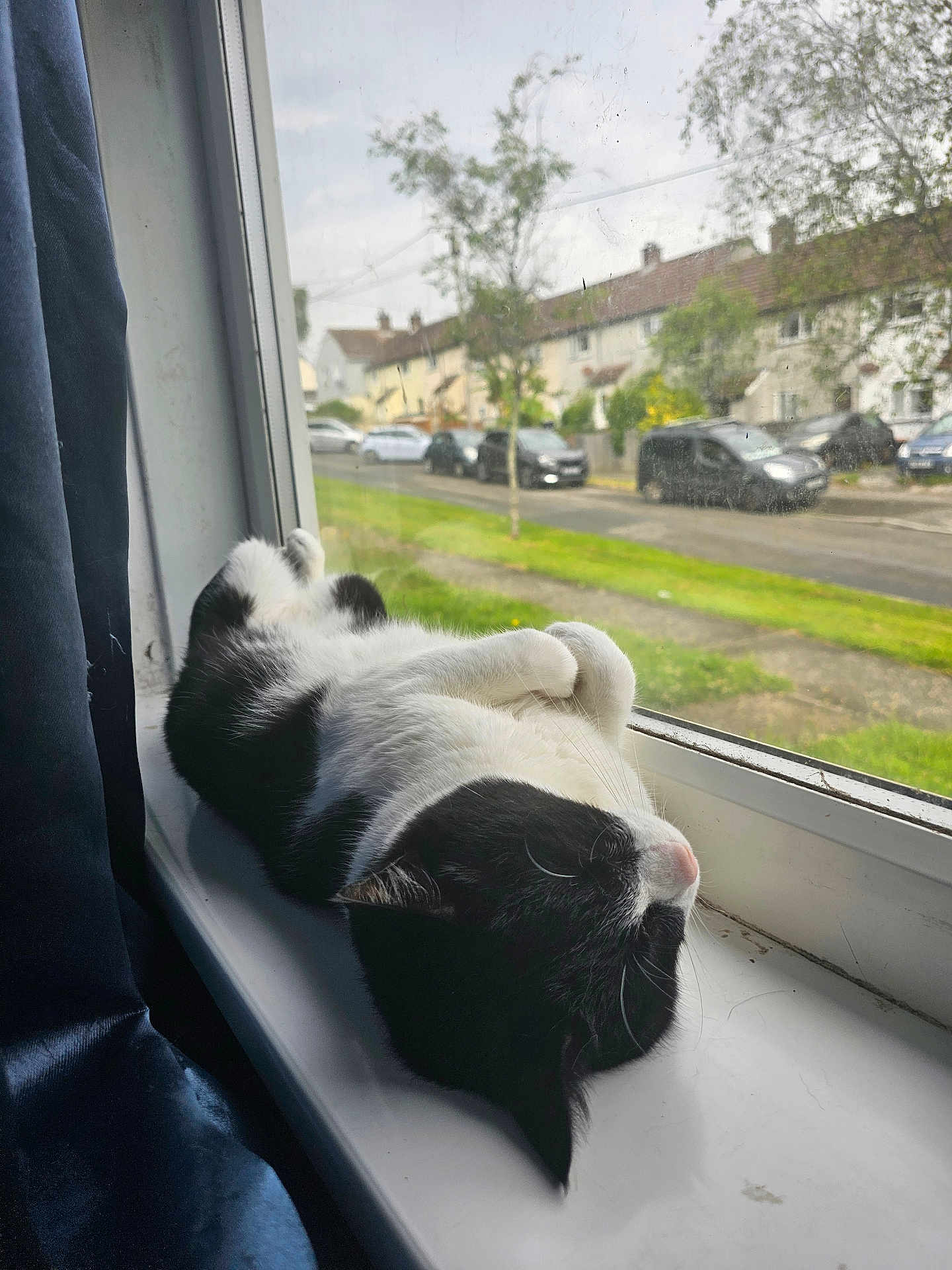 Ben is registered to the contest to win money with this photo: cat, black_and_white, windowsill, relaxed, curled_paws, window, curtain, suburban, street, houses, outdoor, daylight, pet, sleeping, fur, whiskers, glass, greenery, side_view, domestic_animal