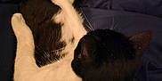Ben is registered to the contest to win money with this photo: cat, black_and_white, feline, pet, resting, curled_up, fur, whiskers, ears, blanket, fabric, indoor, cozy, sleeping, animal, mammal, domestic, paw, relaxing, cute