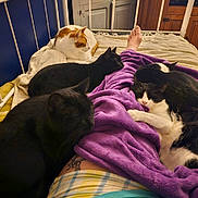Ben joined the competition — help win amazing prizes! cat, bed, blanket, purple_blanket, person, tattoo, resting, sleeping_cat, black_cat, white_cat, orange_cat, indoor, cozy, feline, fur, quiet, relaxing, home, wooden_furniture, metal_bed_frame