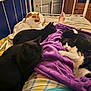cat, bed, blanket, purple_blanket, person, tattoo, resting, sleeping_cat, black_cat, white_cat, orange_cat, indoor, cozy, feline, fur, quiet, relaxing, home, wooden_furniture, metal_bed_frame
