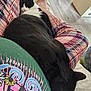 Ben is registered to the contest to win money with this photo: cat, black_cat, sleeping, lap, person, plaid_pants, tshirt, indoor, floor, wooden_floor, relaxing, cozy, resting, animal, pet, comfort, feline, clothing, casual, home