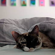 Princess Mia joined the competition — help win amazing prizes! bed, bedding, blanket, blurred_background, cat, close_up, cozy, duvet, ears, feline, fur, indoor, nap, pet, portrait, relaxation, sheet, sleepy, wall_art, whiskers