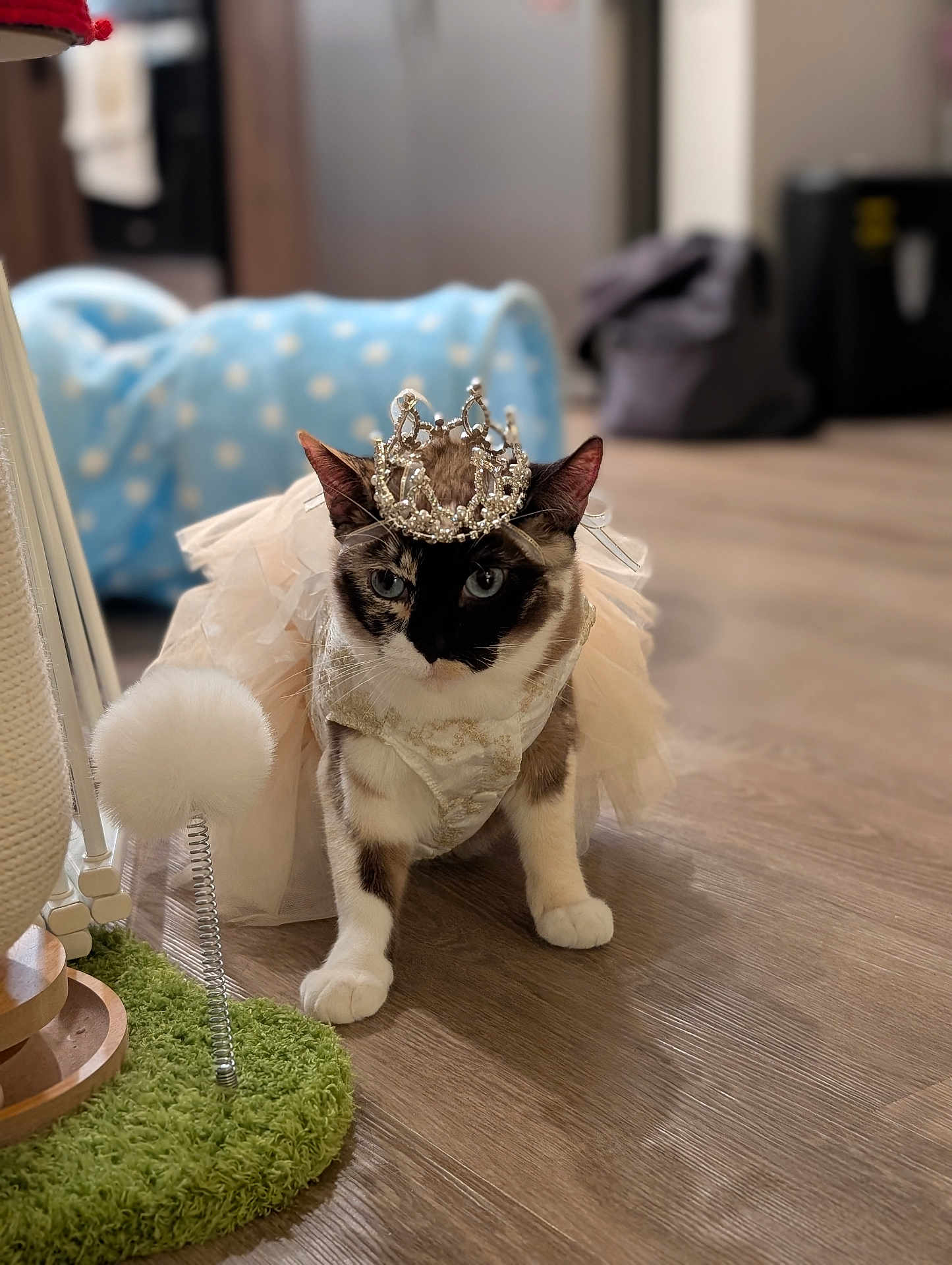 Princess Mia is registered to the contest to win money with this photo: animal_portrait, bag, blue_tunnel, blurred_background, bokeh, cat, cat_toy, costume, crown, ears, fur, green_mat, hardwood_floor, indoor, paws, pet, spring_toy, tiara, tutu, whiskers
