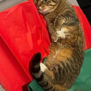 Luna joined the competition — help win amazing prizes! cat, tabby_cat, pet, feline, wrapping_paper, red_paper, green_paper, bed, cozy, cute, paws, tail, big_eyes, whiskers, indoor, relaxed, lying_down, holiday, gift, striped_fur