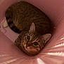 cat, tabby_cat, pet, indoor, pink, basket, tunnel, closeup, portrait, big_eyes, whiskers, ears, fur, stripes, curled_up, cozy, looking_up, container, plastic, playful