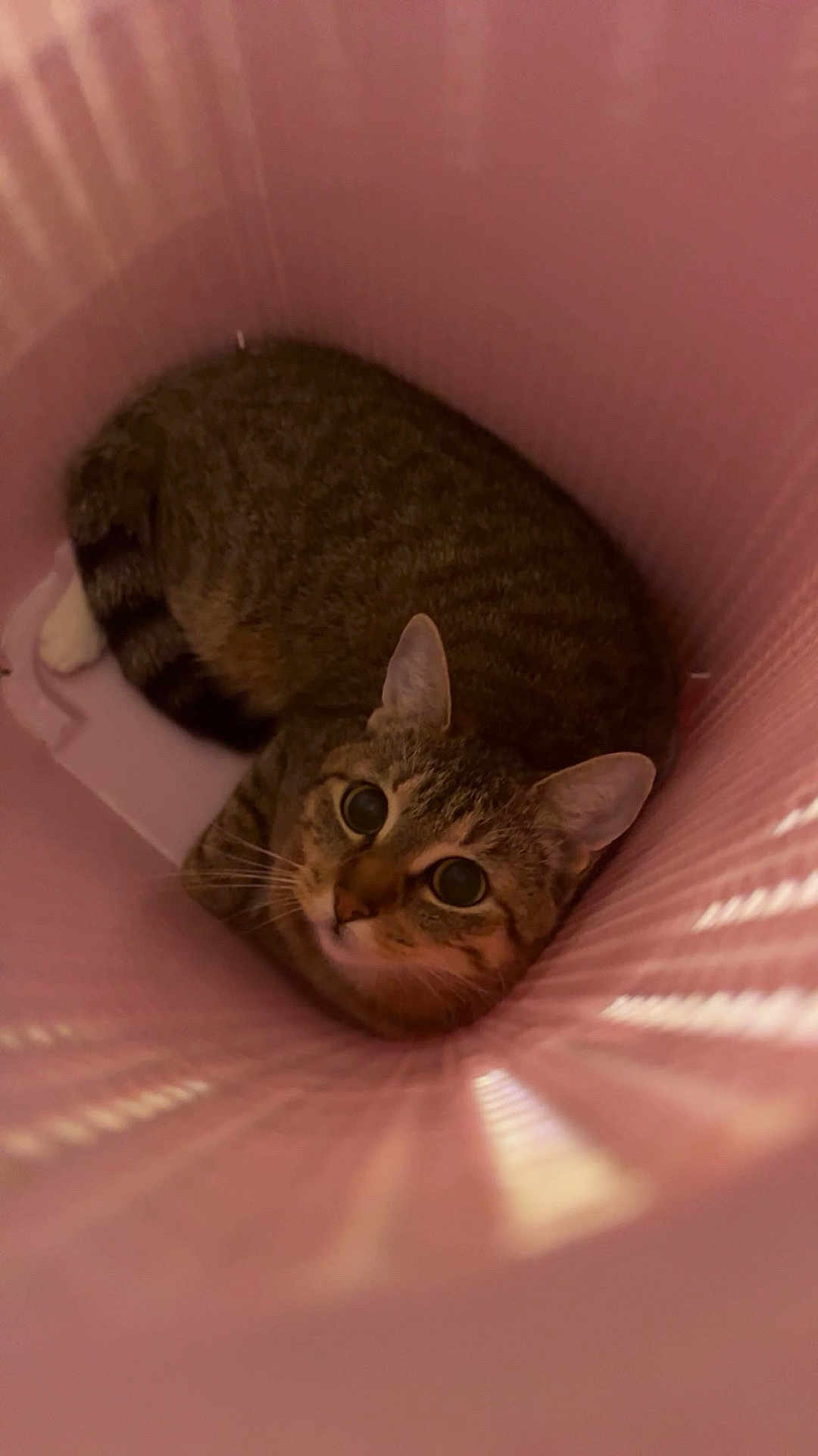 Luna joined the competition — help win amazing prizes! cat, tabby_cat, pet, indoor, pink, basket, tunnel, closeup, portrait, big_eyes, whiskers, ears, fur, stripes, curled_up, cozy, looking_up, container, plastic, playful