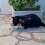 Blacky participe au concours pour gagner de l'argent avec cette photo :
